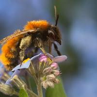 Tawny Mining Bee 10 